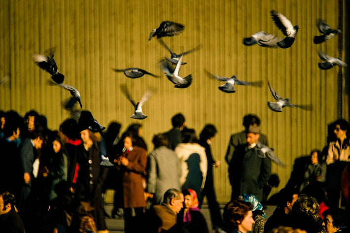 Crowd, Green and Birds, Milan