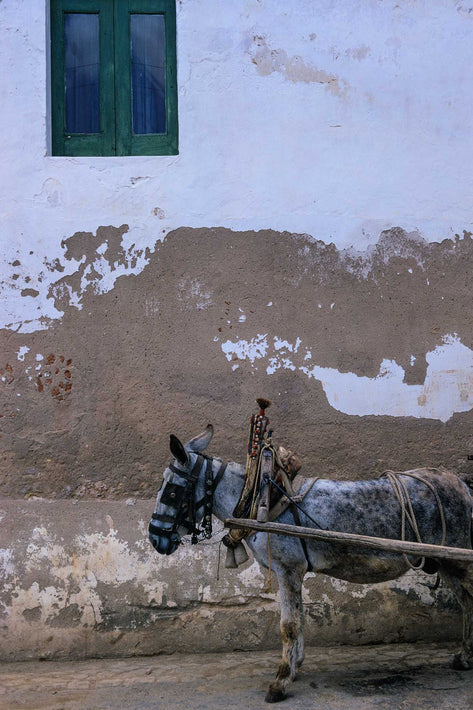 Donkey, Wall , Green Window, Portugal