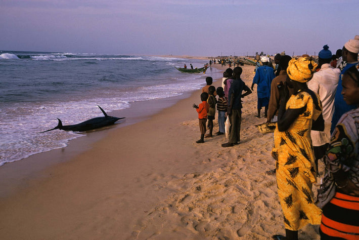 Fish on Beach, Senegal