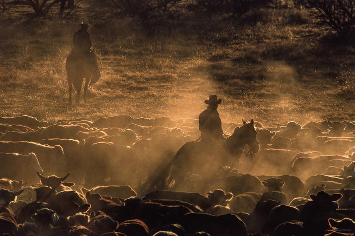 Cattle, Dust, Vaqueros, Mexico