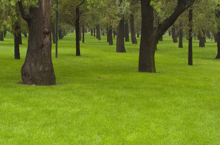Trees, Carpet-like Grass, Beijing