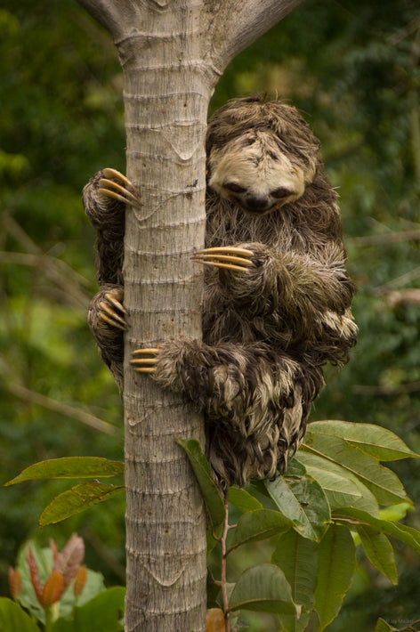 Three-Toed Sloth, Amazon, Brazil