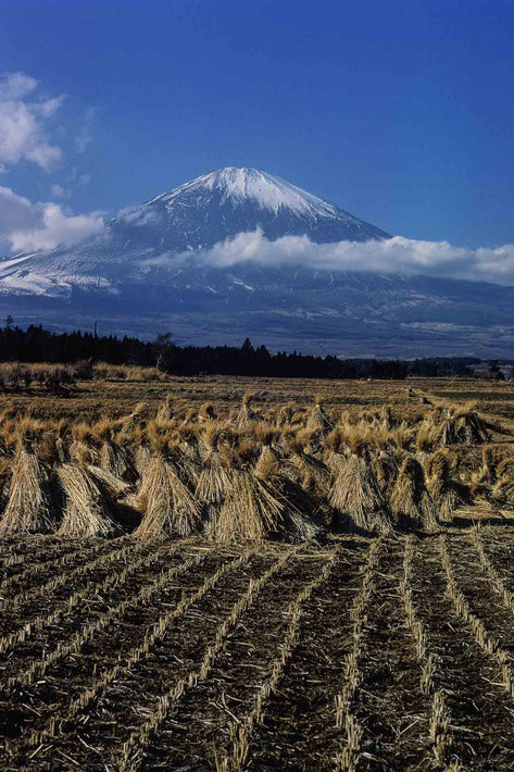 View of Mt. Fuji with Wheat, Japan