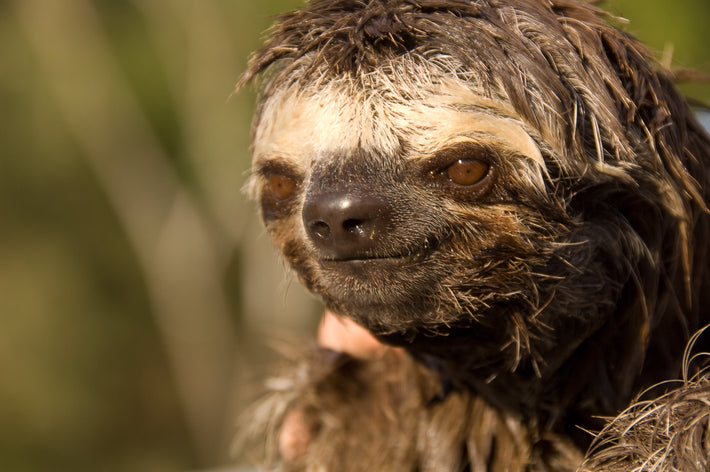 Cute Close-up, Amazon, Brazil