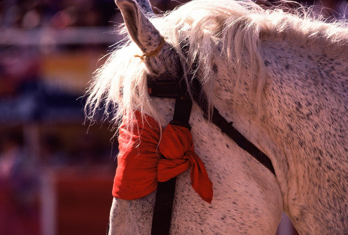 Blindfolded Horse, Close-up, Arles