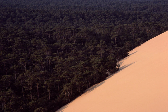 Dunes Consuming Forest, France