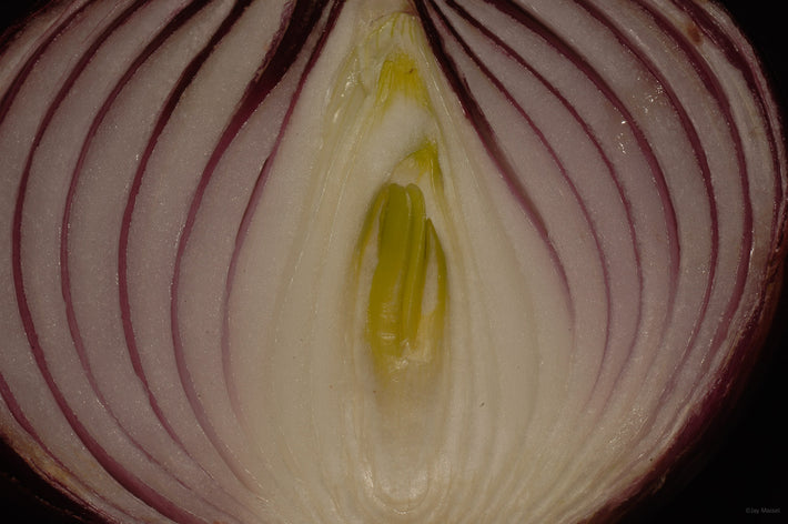 Red Onion Cross Section