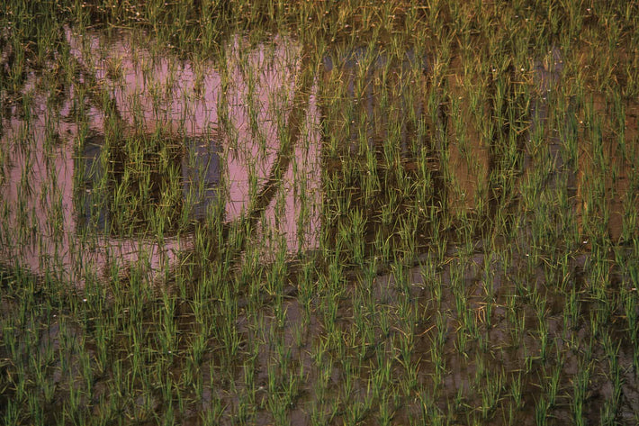 Rice Field Reflection and Closeup, Antananarivo