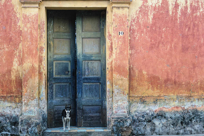 Door, Dog, Wall, San Cristobal