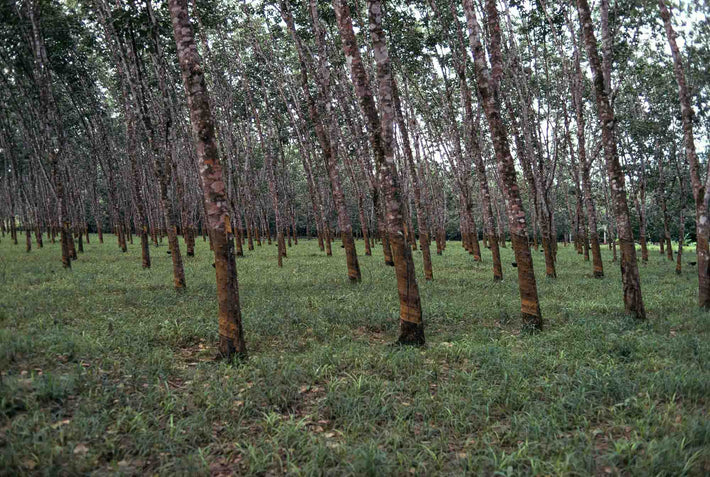 Rubber Trees from Ground, Liberia