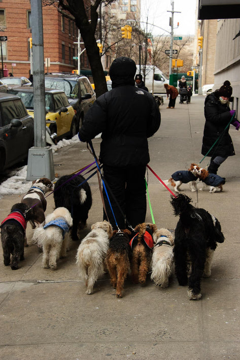 Walking Dogs,  NYC