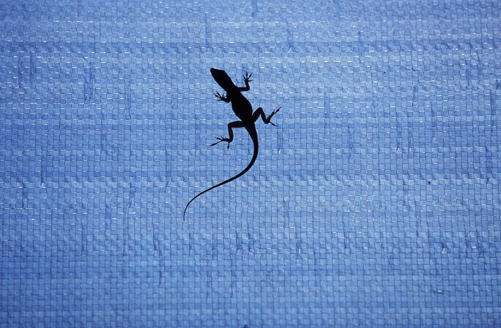 Gecko on Wall, Jamaica