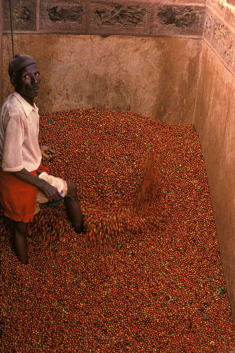 Man Standing in Coffee Beans, Kenya