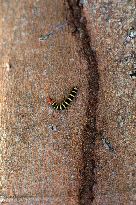 Caterpillar, Long Shot, Jamaica