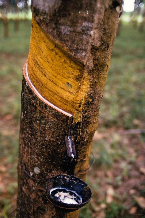 Single Rubber Tree Close Up with Cut and Cup, Liberia