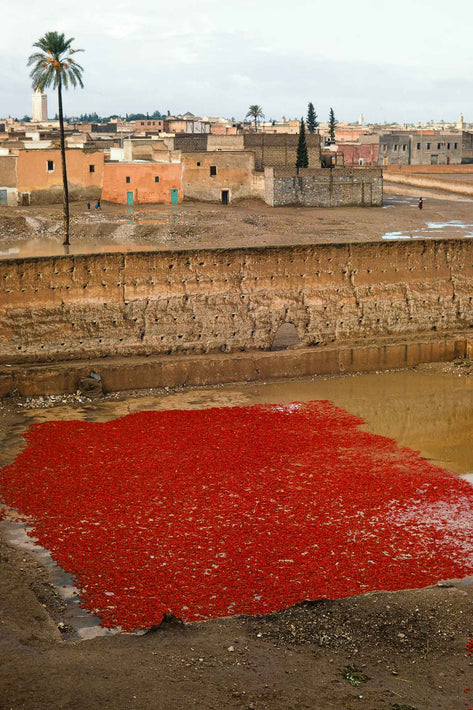 Red Peppers with Houses in Background, Marrakech