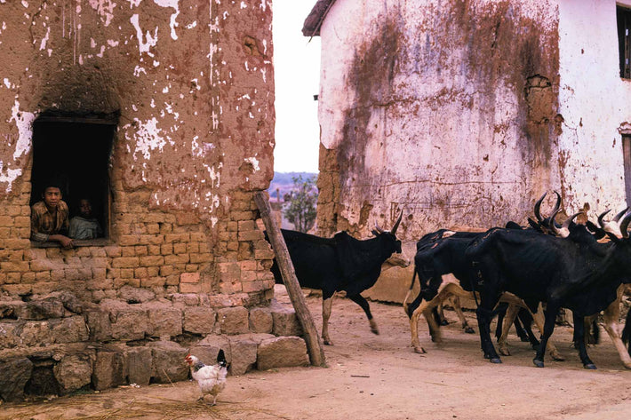 Cattle, Boy and Chicken, Antananarivo