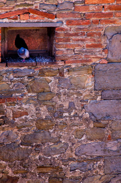 Pigeon in Alcove of Brick Wall, Cortona