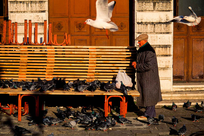 Man, Bench, Pigeons, Venice