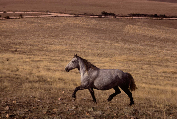 Horse in Field, Australia