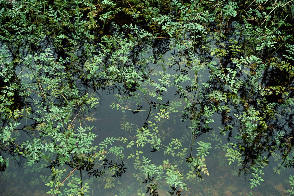 Water No 25 – Jay Maisel
