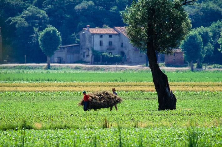 Farm, Two Men Carrying with House in Background, Vicenza