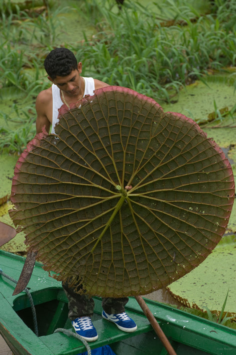 Man with Giant Lily Pad, Amazon, Brazil