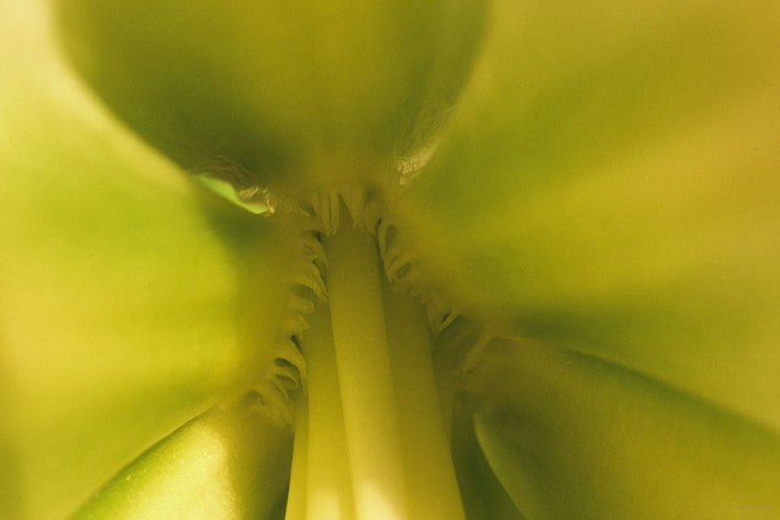 Close-up of Flower