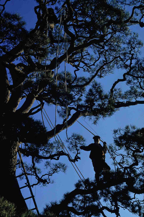 Man in Tree, Japan
