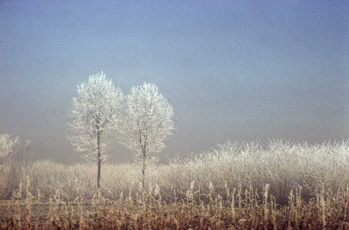 Two Trees, Milan