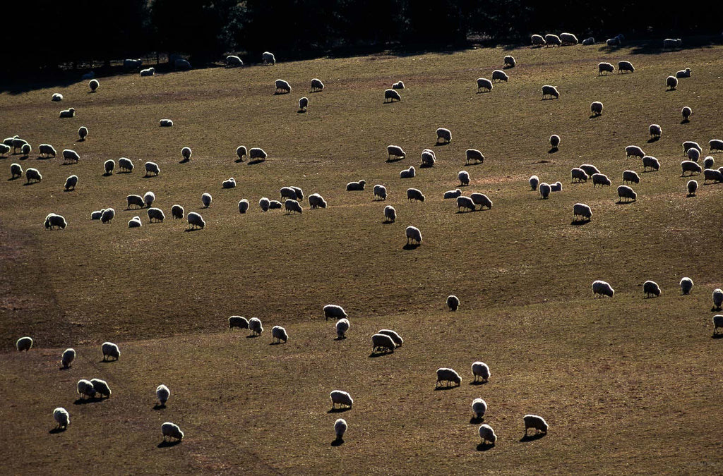 New Zealand No 27 – Jay Maisel