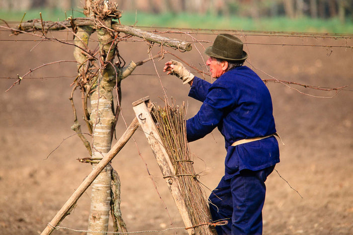 Man in Blue on Ladder, Vicenza