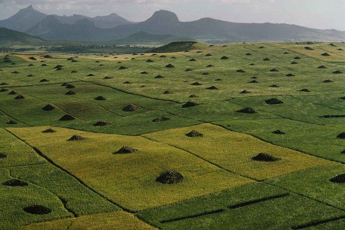 Aerial of Fields with Mound of Rocks in Center, Mauritius