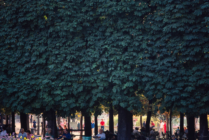 Facade of Trees, Paris