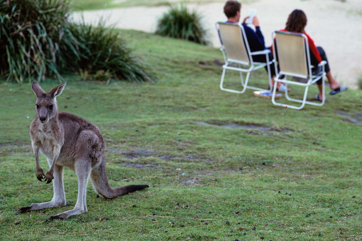 Kangaroo, Man and Woman in Chairs, Australia
