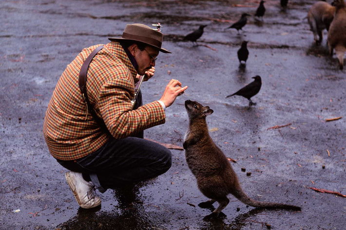 Gregory Heisler Feeding Wallaby, Australia