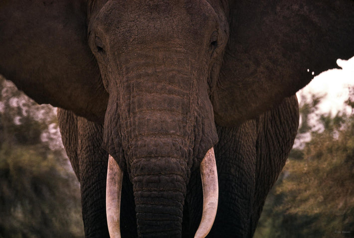 Frontal of Elephant, Kenya