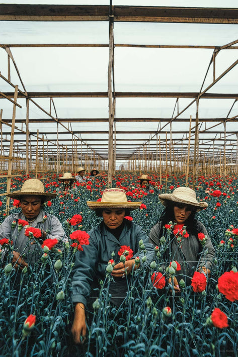 Trio Picking Flowers, Colombia
