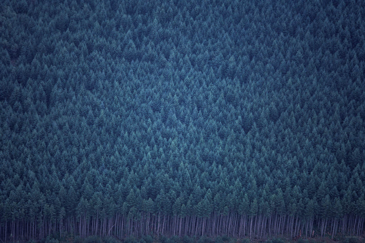 Pine Trees 2