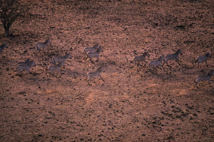 Aerial of Zebras, Kenya