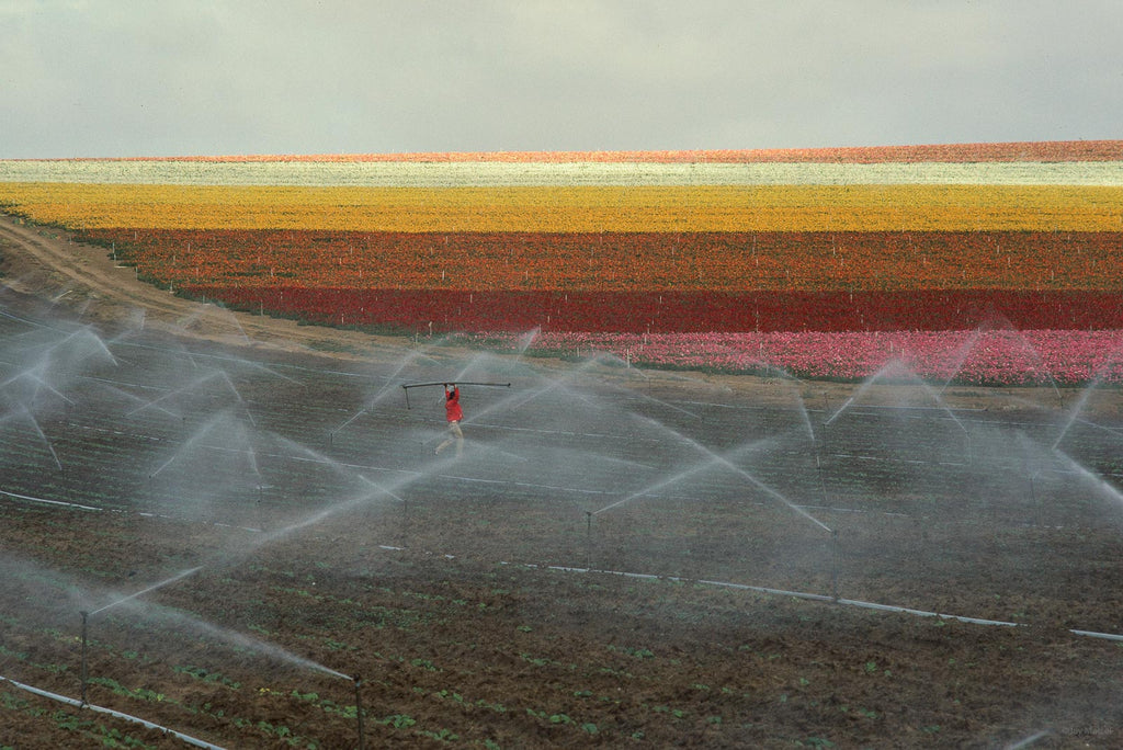 Water No 33 – Jay Maisel