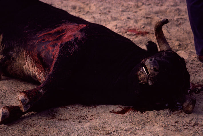 Bull on Ground, Dead, Mouth Open, Arles