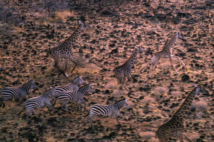 Aerial of Giraffes and Zebras, Kenya