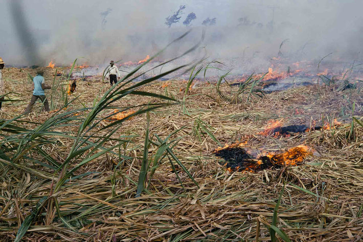Fire in Field, Two Men, Mauritius