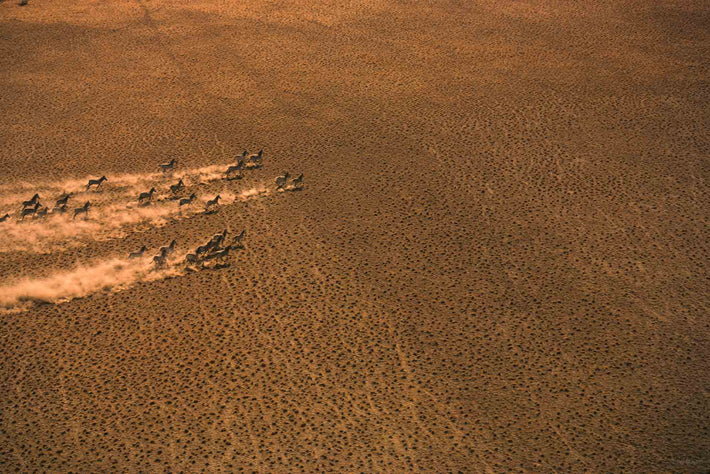 Aerial of Zebras and Dust, Kenya