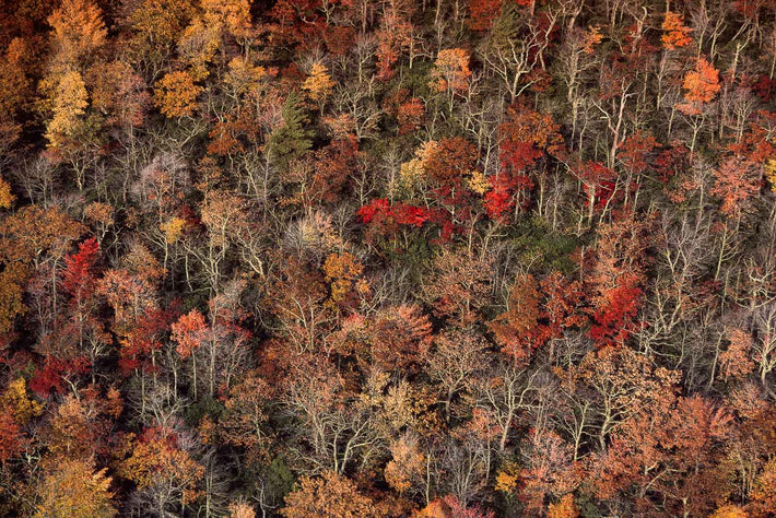 Aerial Autumn Trees