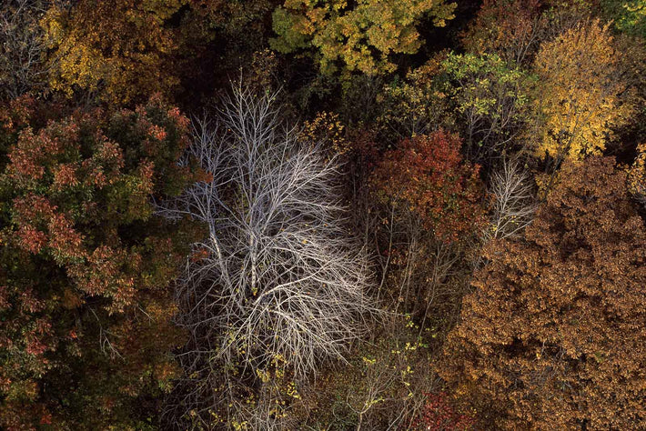 White Tree, NE USA