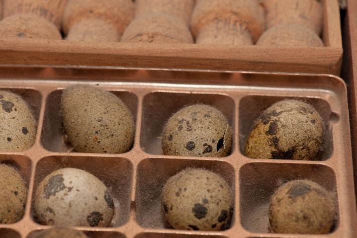 Quail Eggs