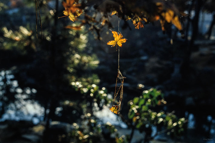Detail of Leaves in Garden, Japan
