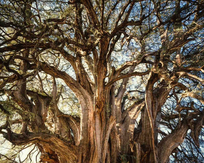 Ancient Tree, Oaxaca